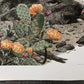 Art & Collectibles > Prints - Axel Amuchastegui, Peccary, 20.75x14 South American Wildlife Art Print M by The Old Grainery...