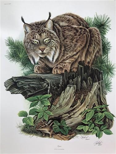 Art & Collectibles > Prints > Lithographs - Richard Timm, Lynx, Signed Print, 28x22 Wade Collection, Plate 27 by The Old G...