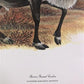 Art & Collectibles > Prints > Lithographs - Richard Timm, Ground Caribou, Signed Print, 28x22 Wade Collection, Plate 36 by...