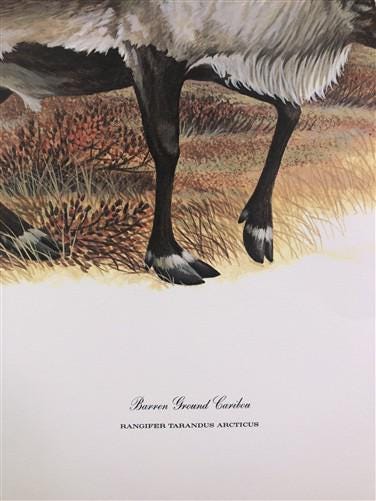 Art & Collectibles > Prints > Lithographs - Richard Timm, Ground Caribou, Signed Print, 28x22 Wade Collection, Plate 36 by...