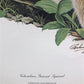 Art & Collectibles > Prints > Lithographs - Richard Timm, Ground Squirrel, Signed Print, 28x22 Wade Collection, Plate 31 b...