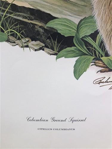 Art & Collectibles > Prints > Lithographs - Richard Timm, Ground Squirrel, Signed Print, 28x22 Wade Collection, Plate 31 b...