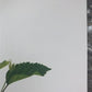Art & Collectibles > Prints > Lithographs - Maryrose Wampler, Hibiscus Orange Blossom, Signed Print, 28x22 Wall Art, Plate...