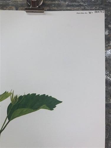 Art & Collectibles > Prints > Lithographs - Maryrose Wampler, Hibiscus Orange Blossom, Signed Print, 28x22 Wall Art, Plate...