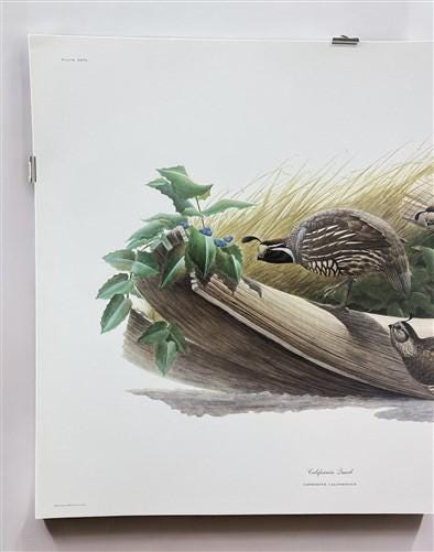 Richard Sloan, California Quail, Signed Print, 28x22, Wade Collection, Plate 27