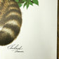 Art & Collectibles > Prints > Lithographs - Richard Timm, Racoon, Signed Prints, 28x22 Wade Collection, Plate 2 by The Old...