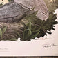Richard Sloan, Brown Pelican, Signed Print, 28x22, Wade Collection, Plate 17