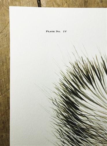 Art & Collectibles > Prints > Lithographs - Richard Timm, Striped Skunk, Signed Print, 28x22 Wade Collection, Plate 4 by T...