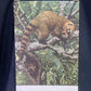 Art & Collectibles > Prints - Axel Amuchastegui, Ring Tailed Coati, 20.75x14 South American Art Print K by The Old Grainer...