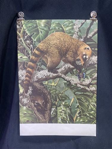 Art & Collectibles > Prints - Axel Amuchastegui, Ring Tailed Coati, 20.75x14 South American Art Print K by The Old Grainer...