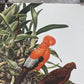 Art & Collectibles > Prints - Axel Amuchastegui, Andean Cock of the Rock, 20.75x14 South American Bird Print E by The Old...
