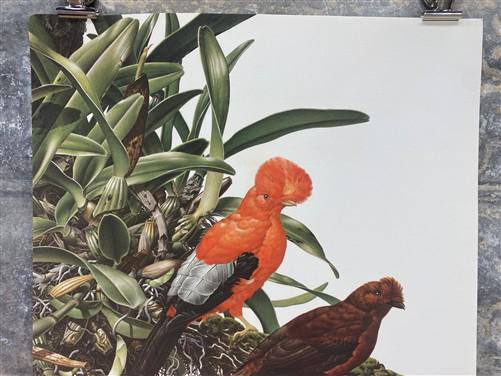 Art & Collectibles > Prints - Axel Amuchastegui, Andean Cock of the Rock, 20.75x14 South American Bird Print E by The Old...