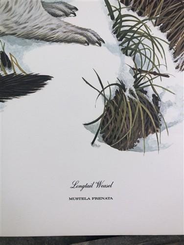Art & Collectibles > Prints > Lithographs - Richard Timm, Longtail Weasel, Signed Print, 28x22 Wade Collection, Plate 37 b...
