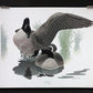 Art & Collectibles > Prints > Lithographs - Richard Sloan, Canada Goose, Signed Print, 11x14, Essay, Sketches, Plate 16 by...