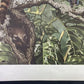 Art & Collectibles > Prints - Axel Amuchastegui, Ring Tailed Coati, 20.75x14 South American Art Print K by The Old Grainer...