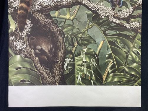 Art & Collectibles > Prints - Axel Amuchastegui, Ring Tailed Coati, 20.75x14 South American Art Print K by The Old Grainer...