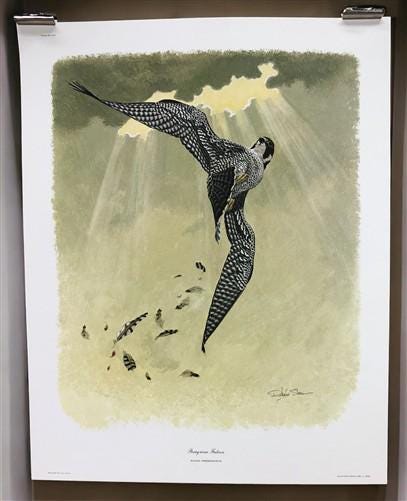 Art & Collectibles > Prints > Lithographs - Richard Sloan, Peregrine Falcon, Signed Print, 11x14, Essay, Sketches, Plate 1...