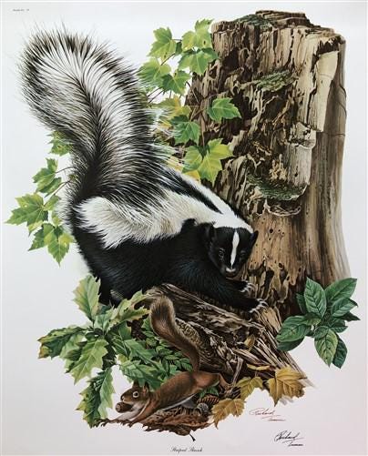 Art & Collectibles > Prints > Lithographs - Richard Timm, Striped Skunk, Signed Print, 28x22 Wade Collection, Plate 4 by T...