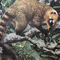 Art & Collectibles > Prints - Axel Amuchastegui, Ring Tailed Coati, 20.75x14 South American Art Print K by The Old Grainer...