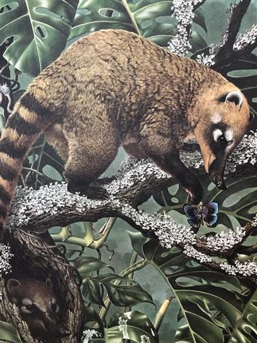Art & Collectibles > Prints - Axel Amuchastegui, Ring Tailed Coati, 20.75x14 South American Art Print K by The Old Grainer...