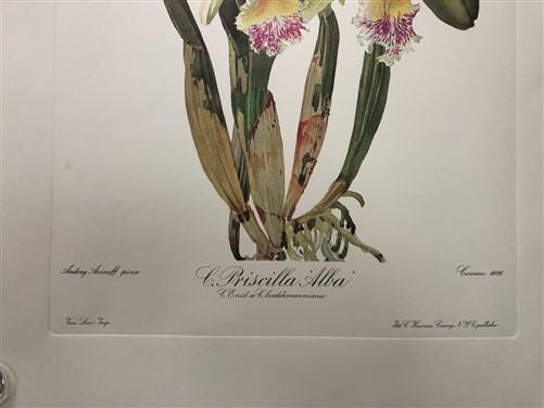 10 Andrey Avinoff Pinx Orchid Art Prints, 23x17 Floral Lithograph