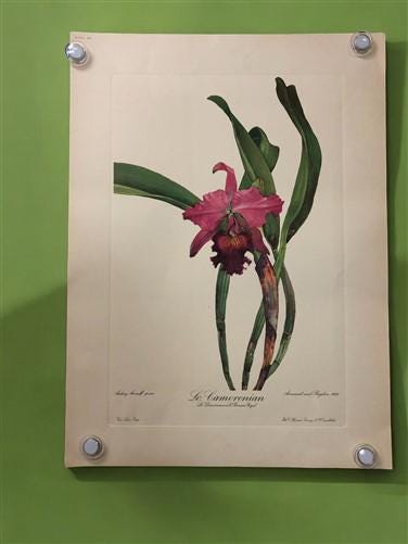 10 Andrey Avinoff Pinx Orchid Art Prints, 23x17 Floral Lithograph 10 Andrey Avinoff Pinx Orchid Art Prints, 23x17 Floral Lithograph