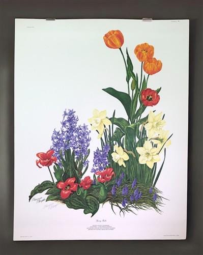 Art & Collectibles > Prints > Lithographs - Maryrose Wampler, Spring Bulbs, Signed Print, 28x22 Wall Art, Plate 26 by The...