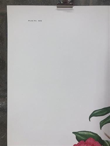 Maryrose Wampler, Camellia, Signed Print, 28x22 Wall Art, Plate 19