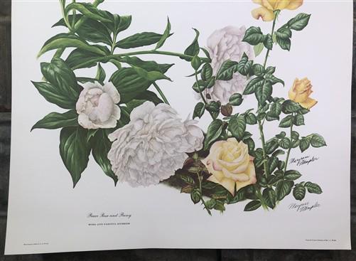 Maryrose Wampler, Peace Rose and Peony, Signed Print, 28x22 Wall Art, Plate 17