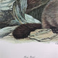 Art & Collectibles > Prints > Lithographs - Richard Timm, Hoary Marmot, Signed Print, 28x22 Wade Collection, Plate 33 by T...