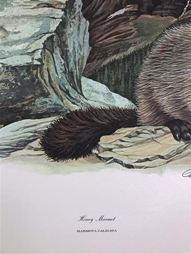Art & Collectibles > Prints > Lithographs - Richard Timm, Hoary Marmot, Signed Print, 28x22 Wade Collection, Plate 33 by T...