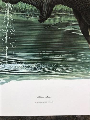 Art & Collectibles > Prints > Lithographs - Richard Timm, Alaska Moose, Signed Print, 28x22 Wade Collection, Plate 18 by T...