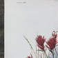 Art & Collectibles > Prints > Lithographs - Richard Timm, Ground Squirrel, Signed Print, 28x22 Wade Collection, Plate 31 b...