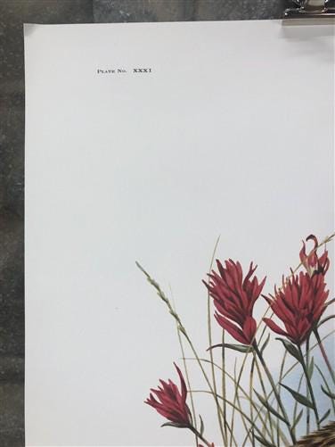 Art & Collectibles > Prints > Lithographs - Richard Timm, Ground Squirrel, Signed Print, 28x22 Wade Collection, Plate 31 b...