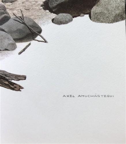 Art & Collectibles > Prints - Axel Amuchastegui, Peccary, 20.75x14 South American Wildlife Art Print M by The Old Grainery...