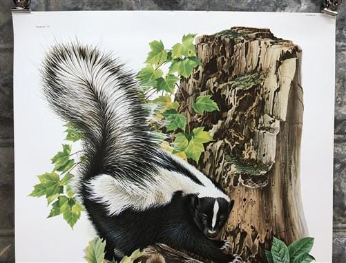 Art & Collectibles > Prints > Lithographs - Richard Timm, Striped Skunk, Signed Print, 28x22 Wade Collection, Plate 4 by T...
