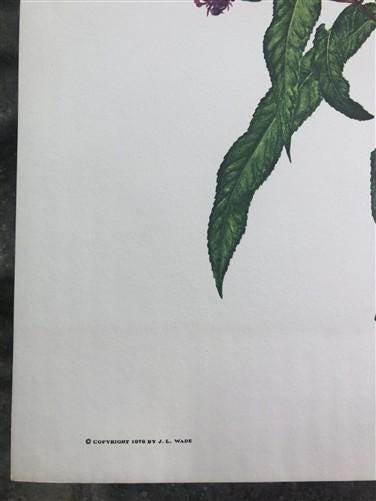 Art & Collectibles > Prints > Lithographs - Maryrose Wampler, Thistle, Signed Print, 28x22 Wall Art, Plate 28 by The Old G...