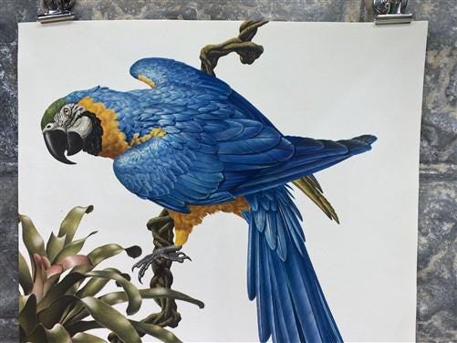 Art & Collectibles > Prints - Axel Amuchastegui, Blue and Yellow Macaw, 20.75x14 South American Bird Print G by The Old Gr...