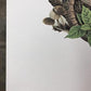 Art & Collectibles > Prints > Lithographs - Richard Timm, Armadillo, Signed Print, 28x22 Wade Collection, Plate 23 by The...