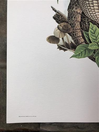 Art & Collectibles > Prints > Lithographs - Richard Timm, Armadillo, Signed Print, 28x22 Wade Collection, Plate 23 by The...