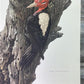 Art & Collectibles > Prints - Axel Amuchastegui, Magellanic Woodpecker, 20.75x14 South American Bird Print H by The Old Gr...