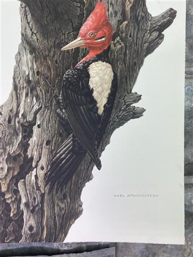 Art & Collectibles > Prints - Axel Amuchastegui, Magellanic Woodpecker, 20.75x14 South American Bird Print H by The Old Gr...