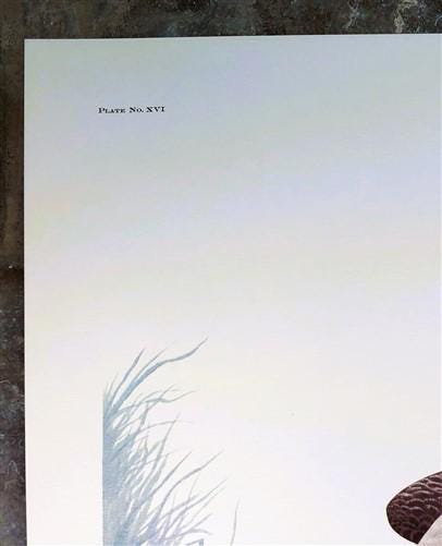 Art & Collectibles > Prints > Lithographs - Richard Sloan, Canada Goose, Signed Print, 28x22, Wade Collection, Plate 16 by...