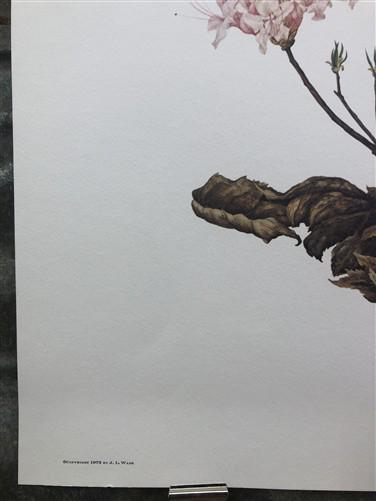 Art & Collectibles > Prints > Lithographs - Maryrose Wampler, Piedmont Azalea Violet, Signed Print, 28x22 Wall Art, Plate...