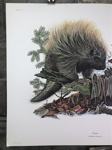 Art & Collectibles > Prints > Lithographs - Richard Timm, Porcupine, Signed Print, 28x22 Wade Collection, Plate 35 by The...