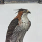 Art & Collectibles > Prints - Axel Amuchastegui, Ornate Hawk Eagle, 20.75x14 South American Bird Art Print D by The Old Gr...