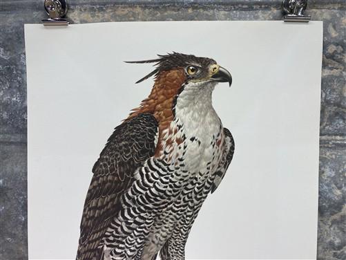 Art & Collectibles > Prints - Axel Amuchastegui, Ornate Hawk Eagle, 20.75x14 South American Bird Art Print D by The Old Gr...