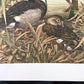 Art & Collectibles > Prints - Axel Amuchastegui, Rosy Billed Ducks, 20.75x14 South American Bird Art Print J by The Old Gr...