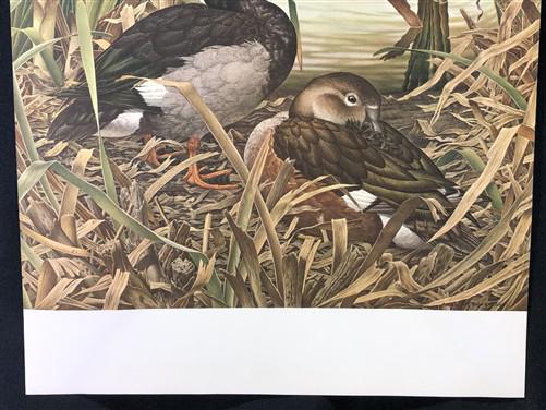 Art & Collectibles > Prints - Axel Amuchastegui, Rosy Billed Ducks, 20.75x14 South American Bird Art Print J by The Old Gr...