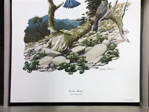 Richard Sloan, Mountain Bluebird, Signed Print, 11x14, Essay, Sketches, Plate 10